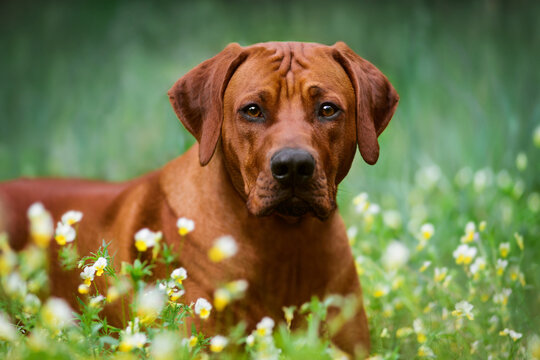 rhodesian ridgeback dog in spring summer flower nature background