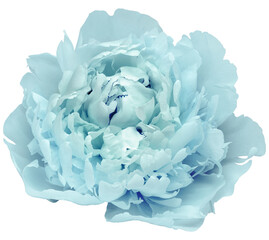 Light turquoise  peony  flower  on white isolated background with clipping path. Closeup. For design. Nature.