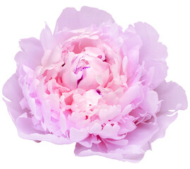 Purple  peony  flower  on white isolated background with clipping path. Closeup. For design. Nature.