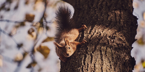 Cute forest squirrel on a branch in the autumn forest