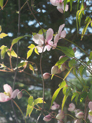 The beautiful clematis plant flowering with a profusion of pale pink blooms