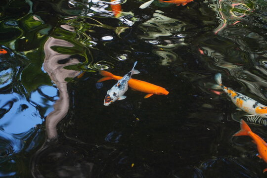 Fancy carps are swimming in the pond.