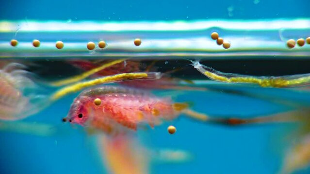 Artemia salina - small hypersaline crustaceans that live in salty waters of closed reservoirs. Kuyalnik Estuary, Ukraine