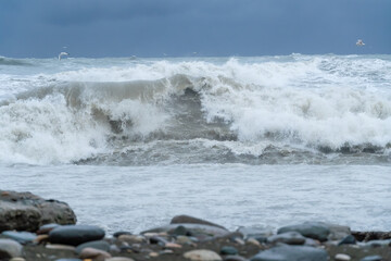 Fototapeta premium Storm waves of the sea from the shore , seagulls fly over the waves