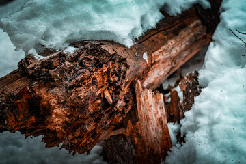 felled log tree in snow