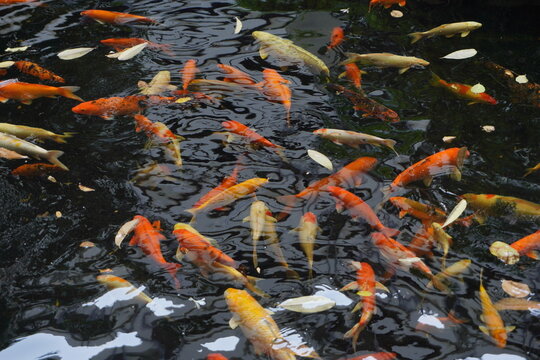 Fancy carps are swimming in the pond.