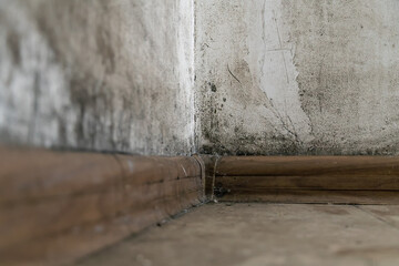 Black mold in the corner of the room wall, close-up, copy space