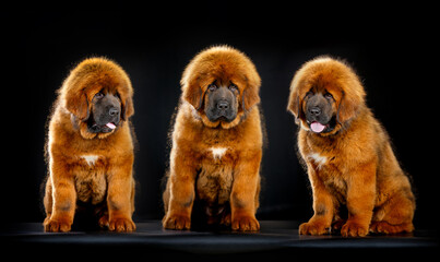 Cute Tibetan mastiff puppies - obrazy, fototapety, plakaty