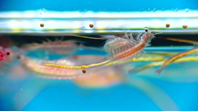 Artemia salina - small hypersaline crustaceans that live in salty waters of closed reservoirs. Kuyalnik Estuary, Ukraine
