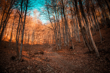 Naklejka premium forest path in autumn