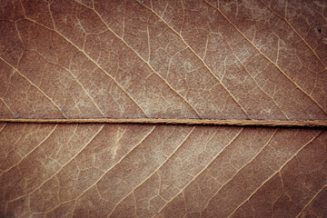 Fototapeta na wymiar The texture of the veins on the leaf, the texture of an old brown leaf, the veins background