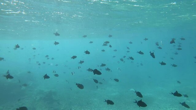 ein Schwarm blauer Dr&uuml;ckerfische schwimmt an der Wasseroberfl&auml;che	