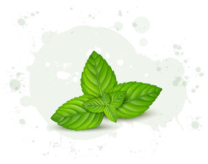Fresh green Mint herb leaves vector illustration  - obrazy, fototapety, plakaty