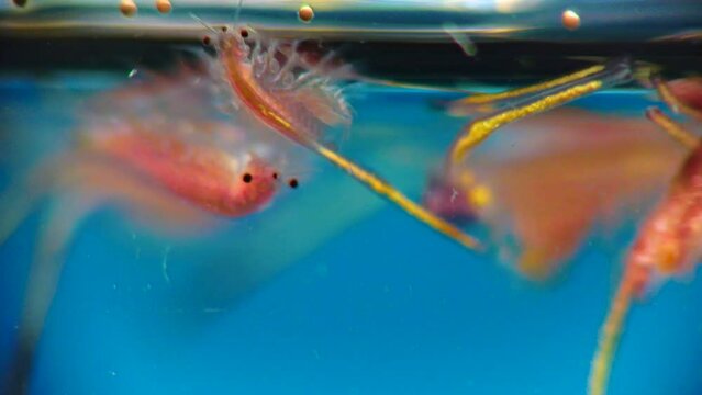 Artemia salina - small hypersaline crustaceans that live in salty waters of closed reservoirs. Kuyalnik Estuary, Ukraine