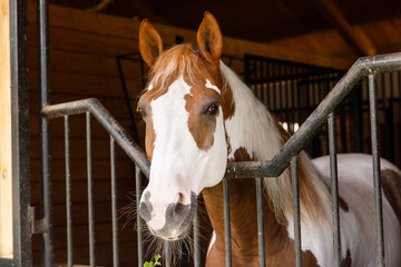 Portrait of a horse standing in a stall.