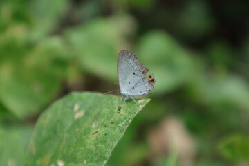Side view of a Gram blue butterfly on top of a wild leaf tip