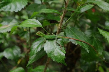 A cute tiny baby green forest lizard sitting on top of a China Rose plant leaf