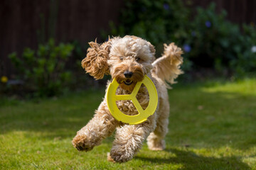 A golden cockapoo plays with his frisbee and enjoying the sun in the garden