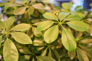 Umbrella Tree leaf with water rain drop background green. Pachira. sheffler
