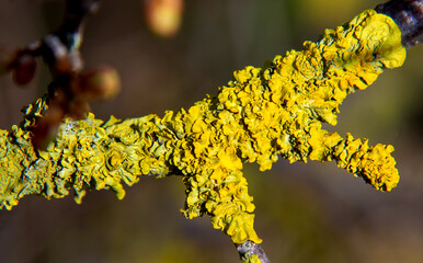 Nature in spring lichens on trees growing on a dirt road near Fasty near the city of Białystok in Podlasie in Poland.