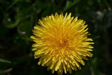 Fleur jaune de dent de lion ou pissenlit 