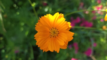 yellow flower of a calendula