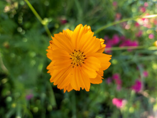 yellow flower in the garden
