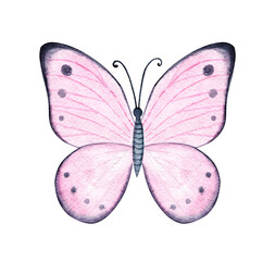 Watercolor pink butterfly isolated on white