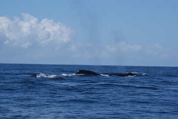 Fototapeta premium Samana Bay in the Dominican Republic - Humpback Whale Maternity Hospital