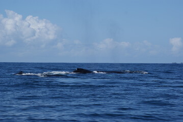 Fototapeta premium Humpback whales that swam into Samana Bay off the coast of the Dominican Republic during seasonal migration