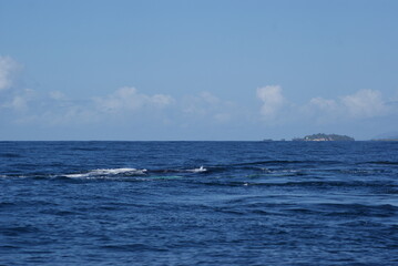 Humpback whales that sailed into Samana Bay off the coast of the Dominican Republic during seasonal migration