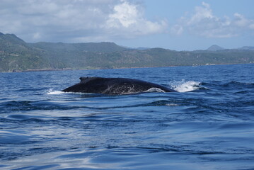 Humpback whales that swam into Samana Bay off the coast of the Dominican Republic during seasonal migration
