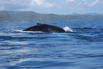 Fototapeta premium Humpback whale diving deep in Samana Bay Dominican Republic
