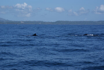 Obraz premium Humpback whale diving deep in Samana Bay Dominican Republic