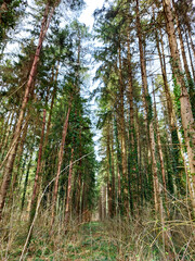 Fototapeta premium tree lines in fir forest