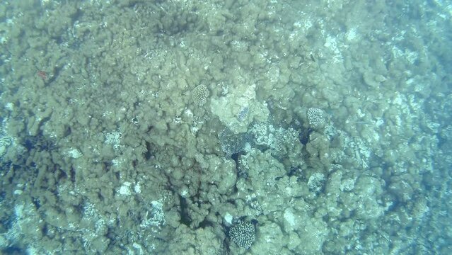 eine Schildkr&ouml;te schwimmt in einem Riff und sucht Nahrung	