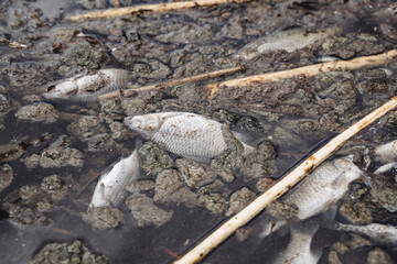 Ecological disaster of the death of fish in the reservoir, pollution of water with chemicals, dead...