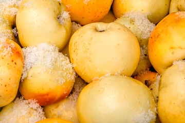 Yellow apples in the snow close-up. Apples in the snow