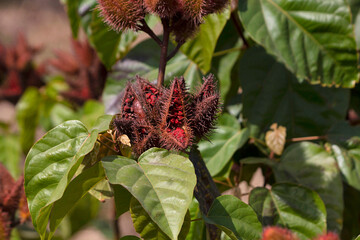 Seedpods of Lipstick tree, Bixa orellana.Source of annatto, a natural orange-red condiment used in traditional dishes in Central and South America.