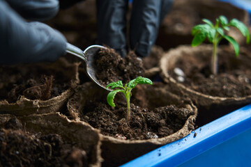 Farmer's hand planting tomato seedlings. Seedling tomatoes in the hand. Hand holding young...