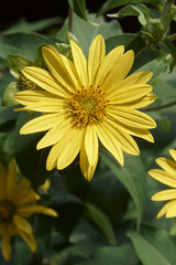 Jerusalem artichoke (Helianthus tuberosus). Called Sunroot, sunchoke, wild sunflower, Topinambur and Earth apple also