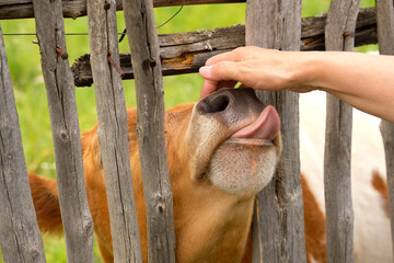 A young cow touches hand with tongue.
