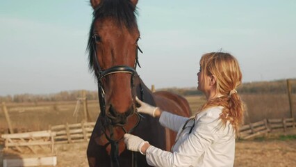 veterinarian examines horse, pats neck, strokes, soothes, love and care for pets.