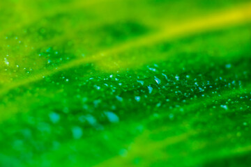 Macro texture of ficus green leaf with water droplet. Nature background