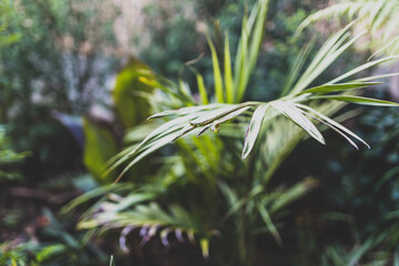gardening and taking care of plants, idyllic sunny backyard with palm trees ferns and lots of tropical plants