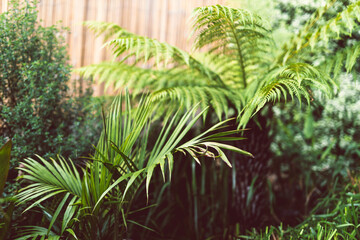 gardening and taking care of plants, idyllic sunny backyard with palm trees ferns and lots of tropical plants
