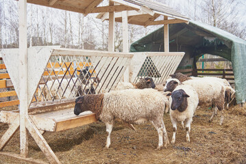 A herd of dirty sheep at a hay trough on a livestock farm .