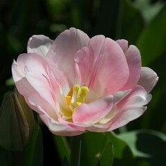 Fototapeta na wymiar pink and white tulip
