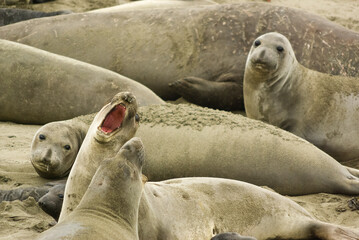 Fototapeta premium Elephant seal colony seen from Elephant Seal Vista Point, California