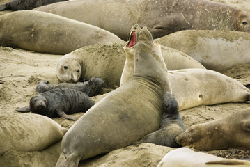 Fototapeta premium Elephant seal colony seen from Elephant Seal Vista Point, California